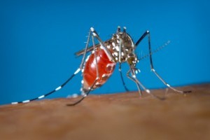 Haiti: La ministre de la Santé, Florence Duperval Guillaume, confirme la présence du virus zika